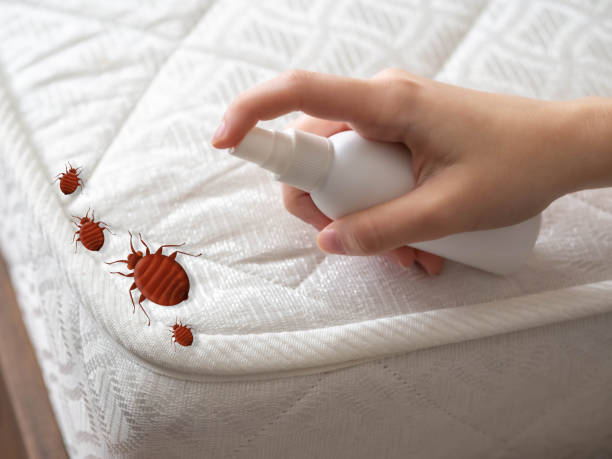 Best Real Estate Pest Inspections  in Queen Anne, MD